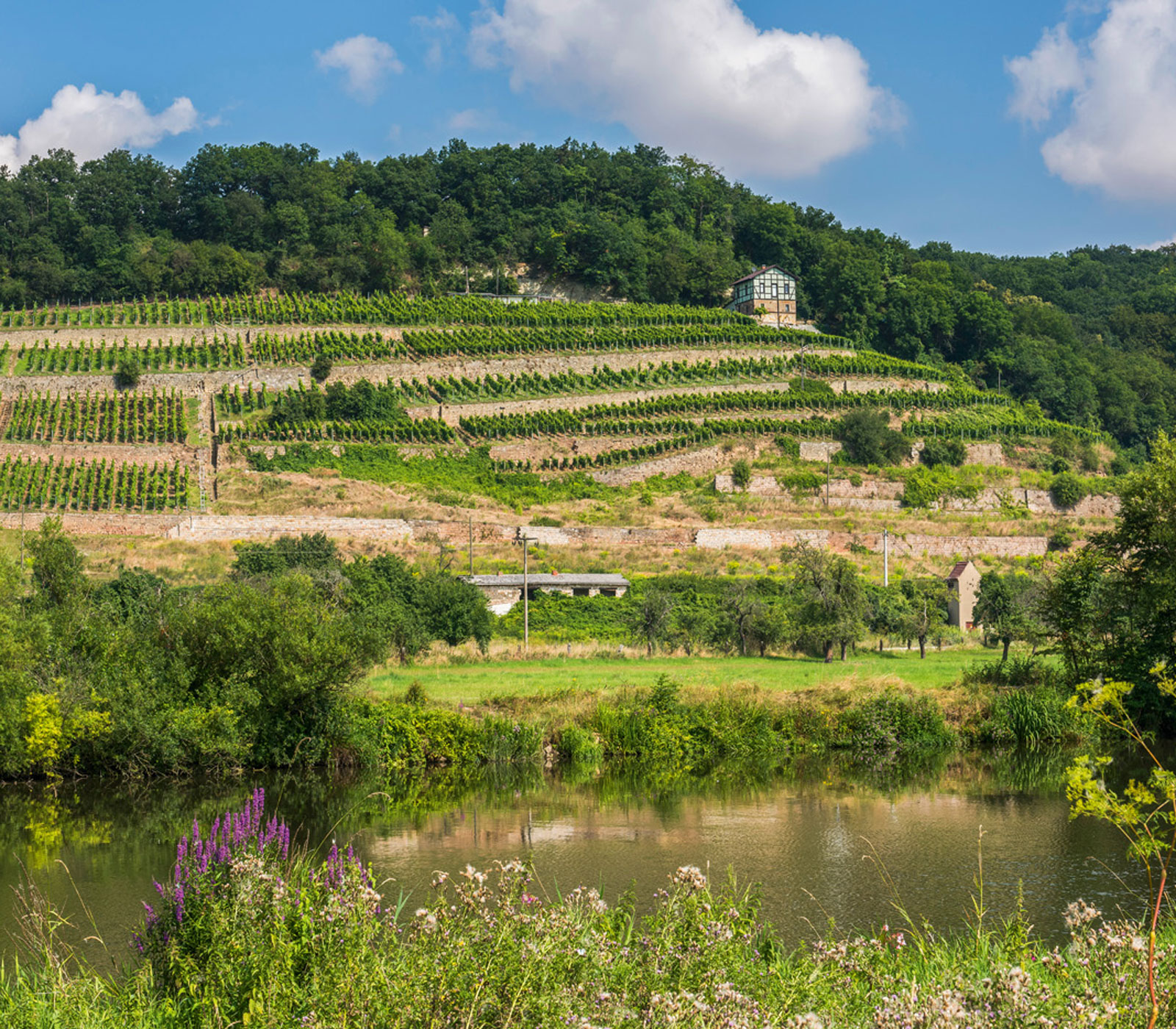Wandel im Weingebiet Thüringen
