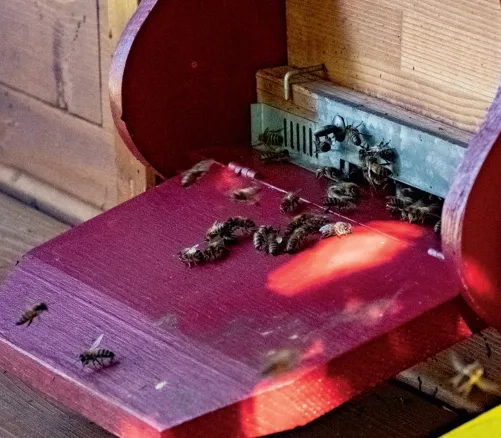 Bienen-Honig 21