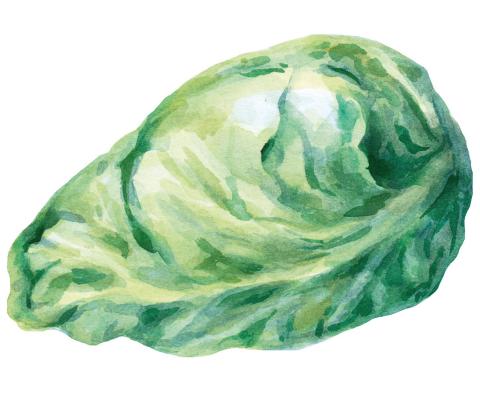 Spitzkohl