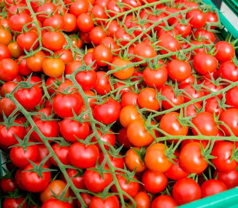 201707-08 Tomaten-zuechten 17