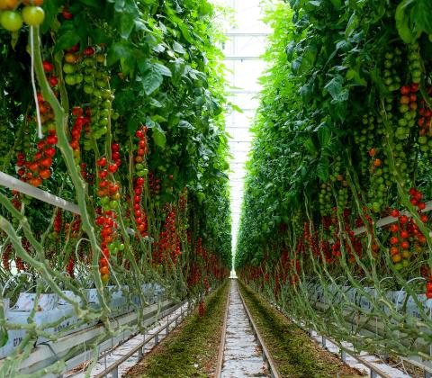 201707-08Tomaten-zuechten 18