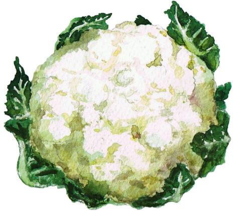 blumenkohl