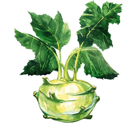 kohlrabi