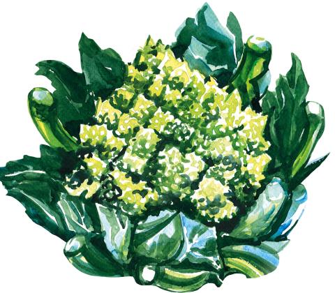 romanesco