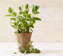 ingredient media