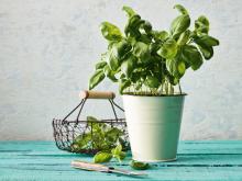 ingredient media