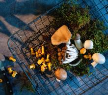 ingredient media