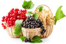 ingredient media